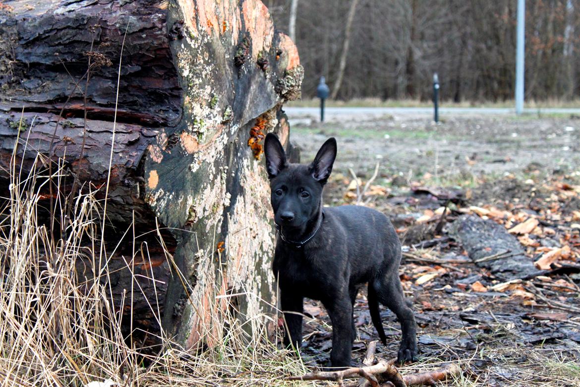 Hollandsk hyrdehund Havrevingen´s Morten (RIP) billede 6