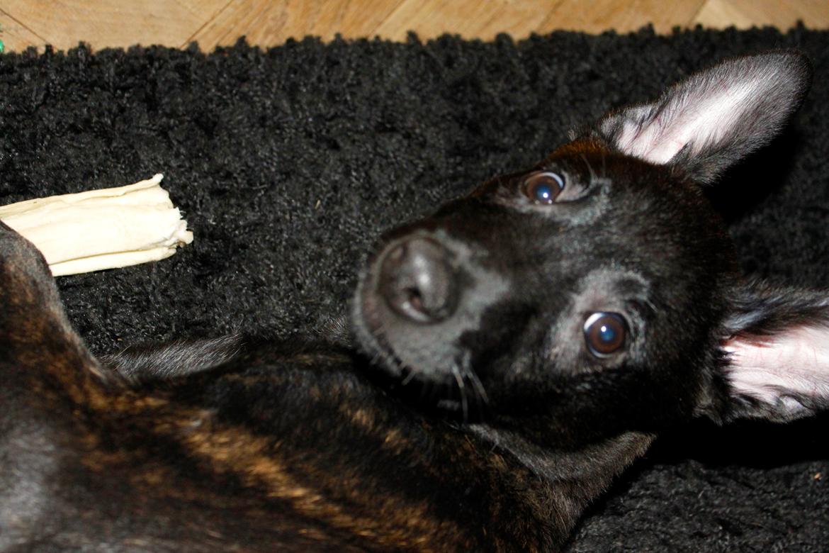 Hollandsk hyrdehund Havrevingen´s Morten (RIP) billede 7