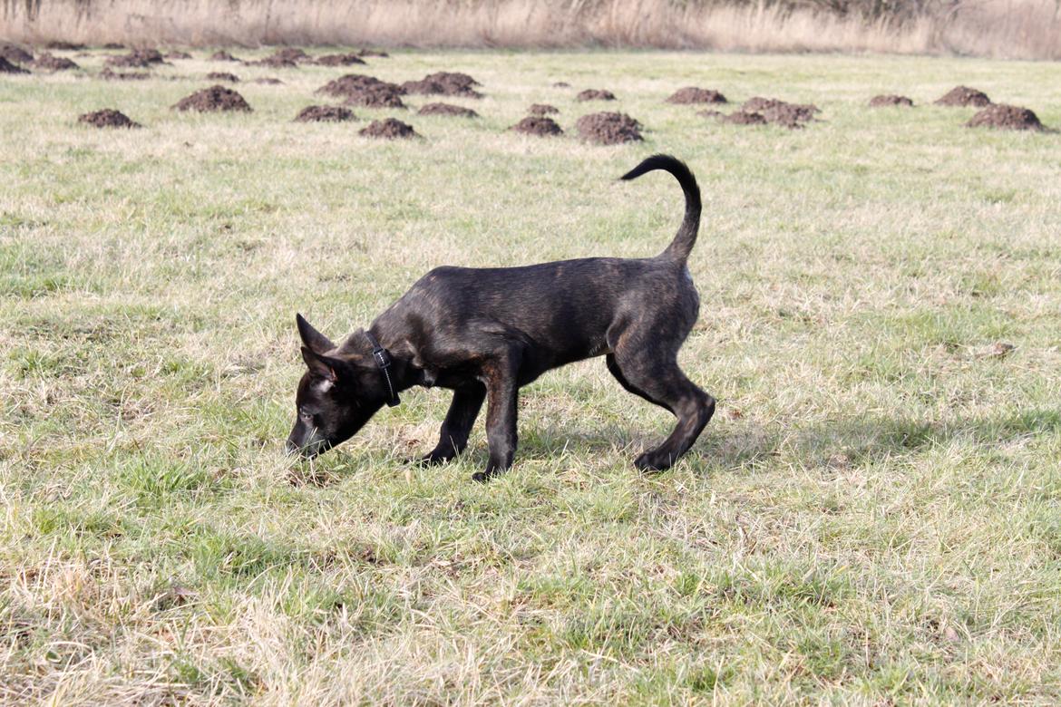 Hollandsk hyrdehund Havrevingen´s Morten (RIP) billede 8