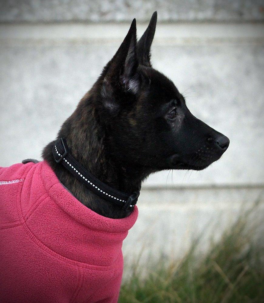 Hollandsk hyrdehund Havrevingen´s Morten (RIP) billede 5