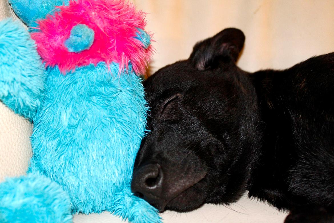 Hollandsk hyrdehund Havrevingen´s Morten (RIP) billede 9