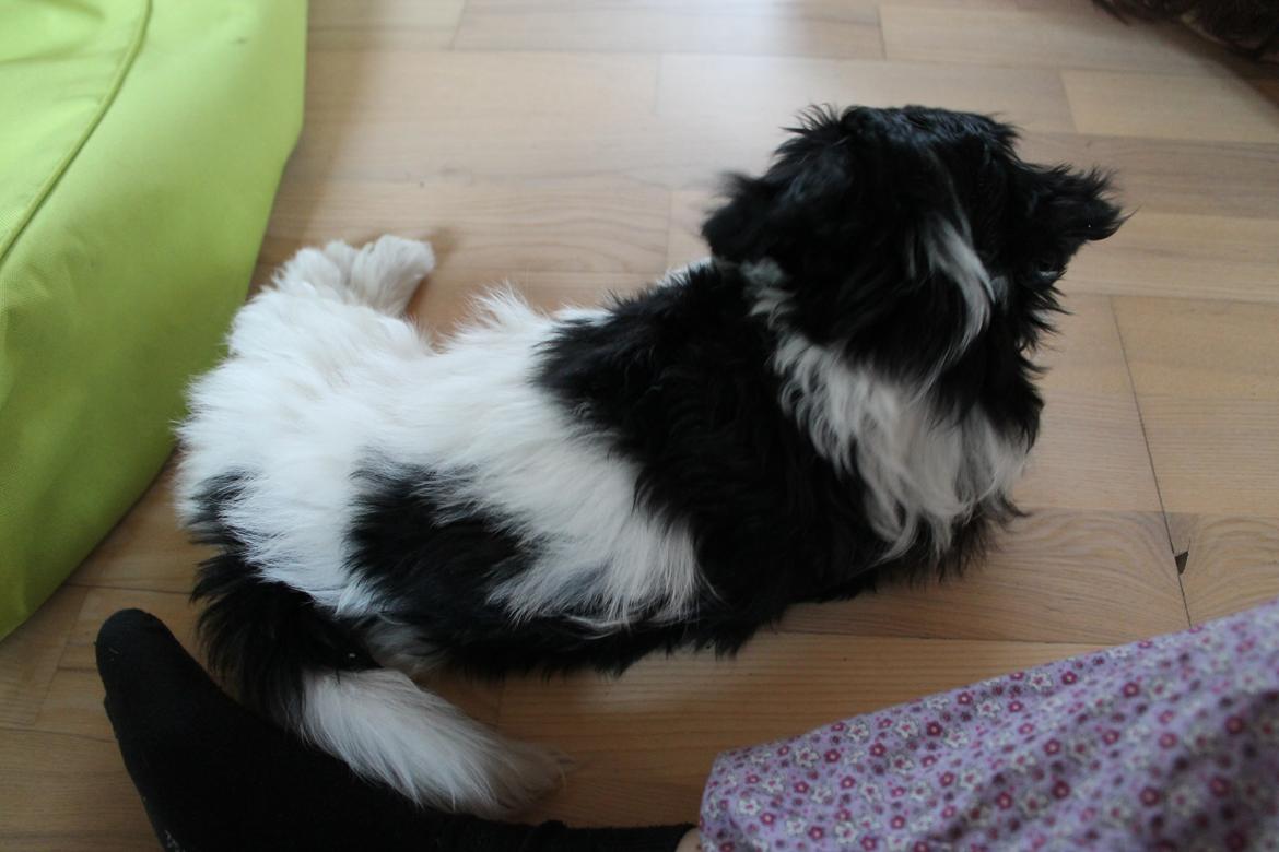 Bichon havanais Alba billede 6