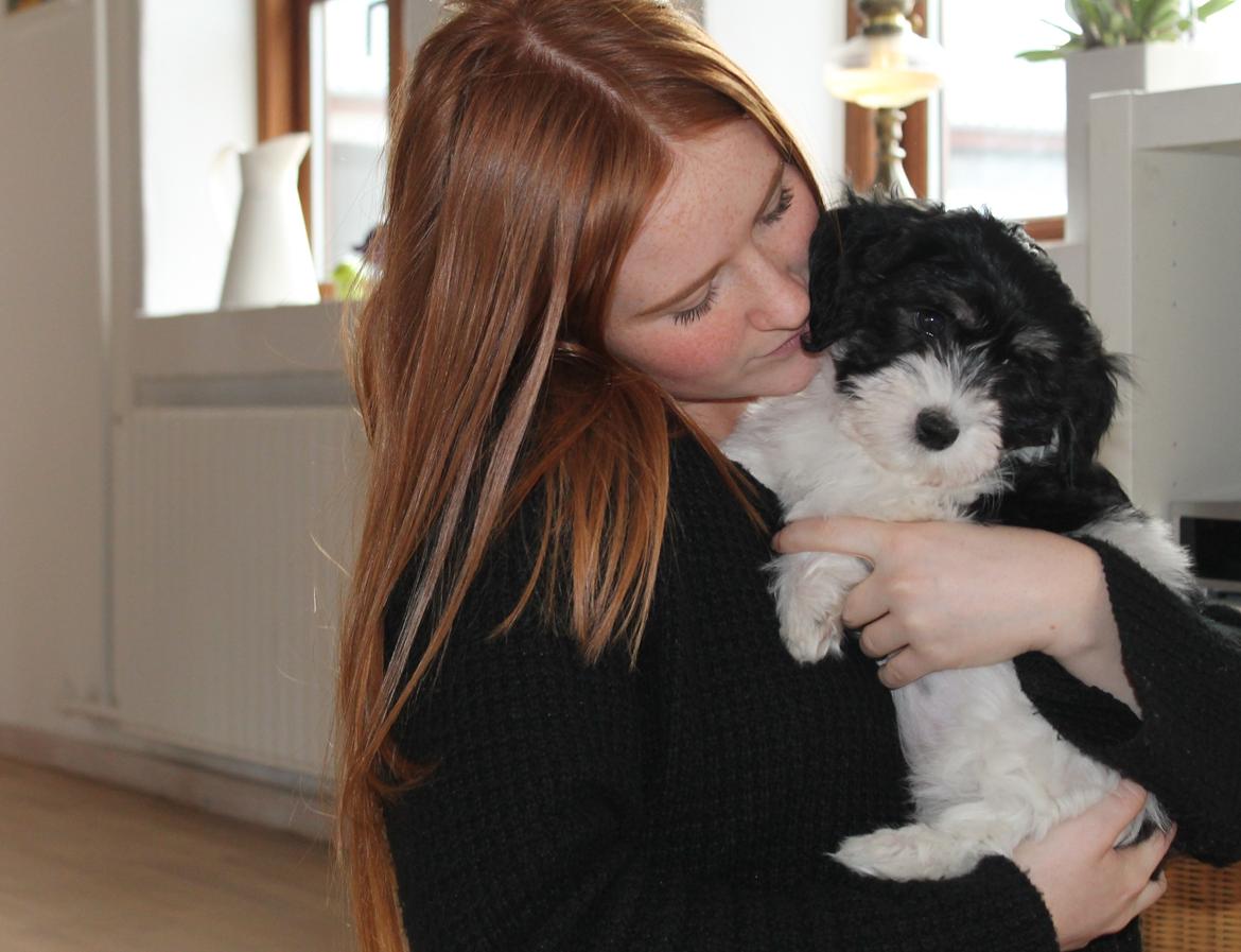 Bichon havanais Alba - Mig og Alba dagen efter hun var kommet hjem til os billede 3