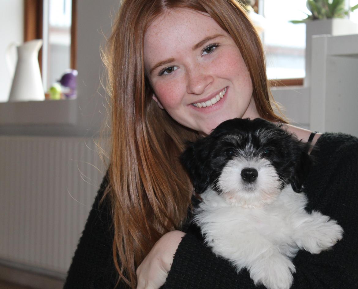 Bichon havanais Alba billede 4