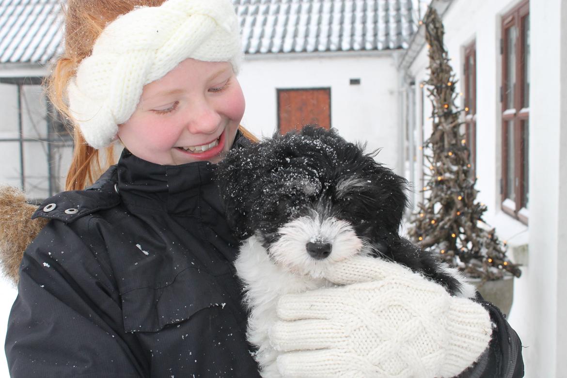 Bichon havanais Alba - Freja og Alba hygger i sneen - dog en smule koldt, for en lille lavbennet hundehvalp :-) billede 9