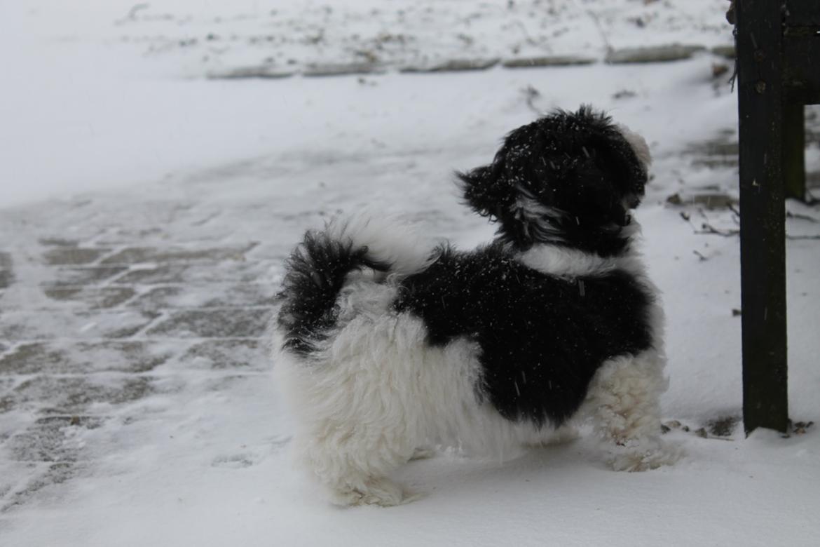 Bichon havanais Alba billede 8