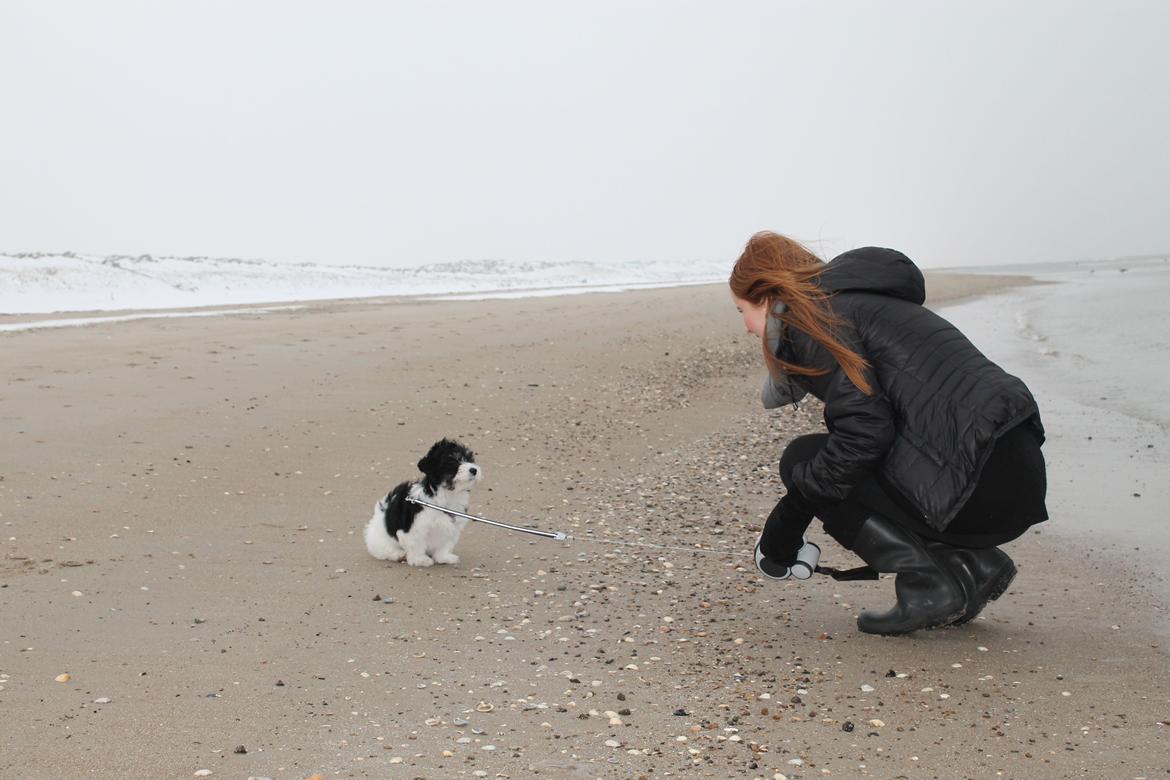 Bichon havanais Alba - En lille 'strandtur' ved Løkken strand  billede 10