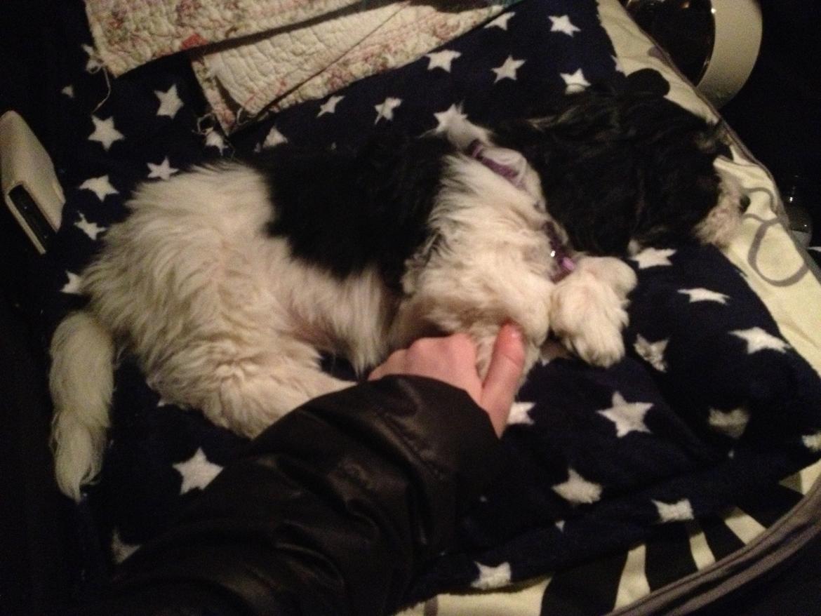 Bichon havanais Alba - På vej hjem i bilen efter vi har hentet vores lille Alba. En tur fra Hillerød til Århus. En rigtig lang førstegangstur for en lille utålmodig og meget nysgerig hunde baby :-)  billede 5