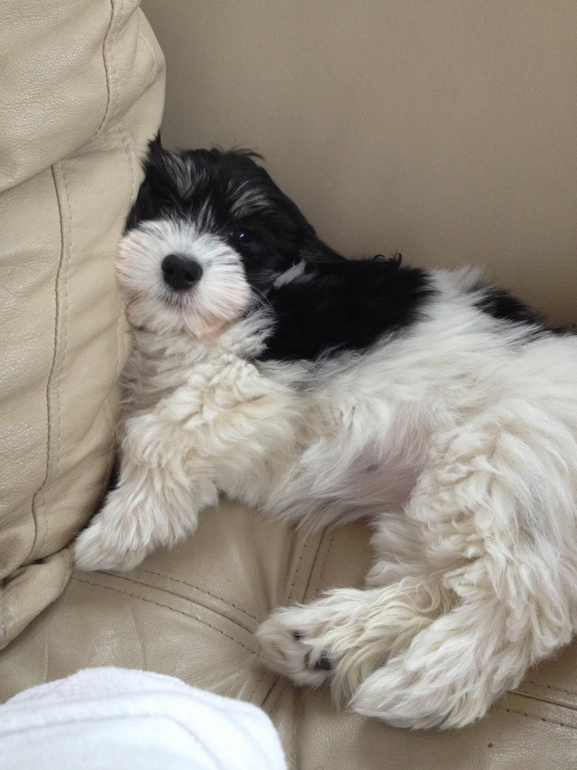 Bichon havanais Alba - En meget træt lille hundehvalp billede 2