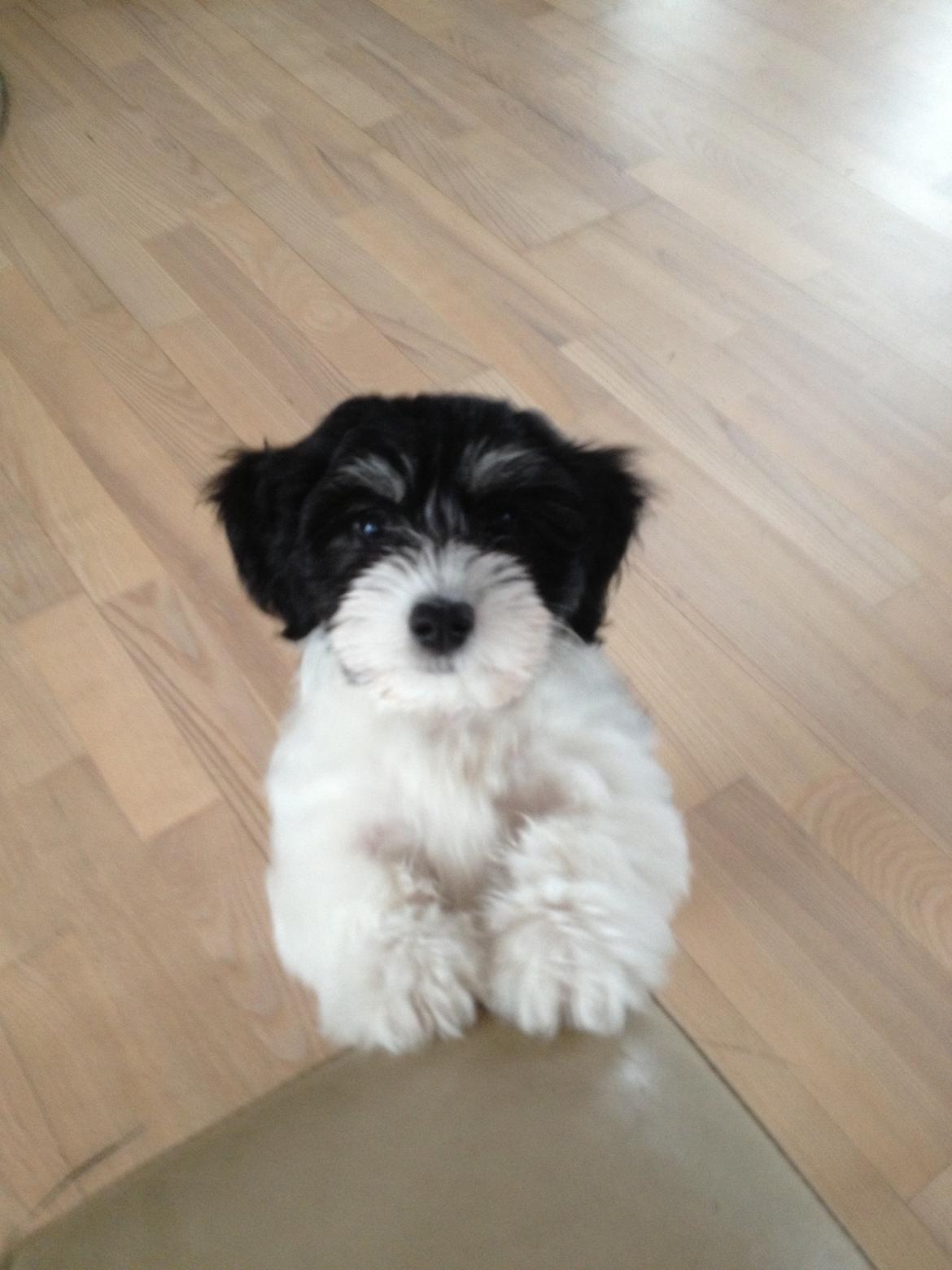 Bichon havanais Alba billede 7