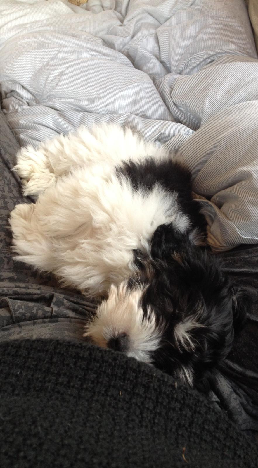 Bichon havanais Alba - putter på sofaen billede 12