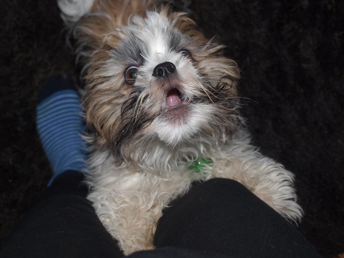 Shih tzu Hugo - "WHAT DO YOU MEAN BY I'M ADOPTED!?" billede 25