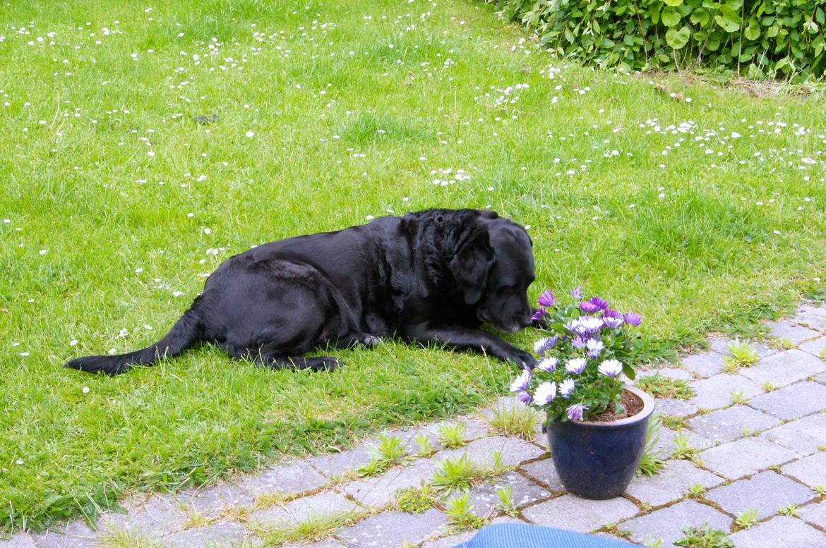 Labrador retriever Blackie billede 2