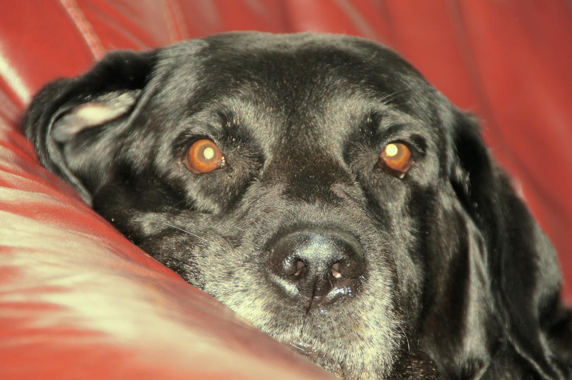 Labrador retriever Blackie billede 3