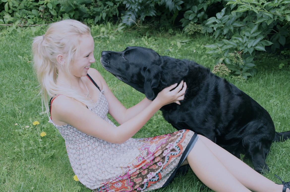 Labrador retriever Blackie - Min beste ven, og min prinsesse.  billede 5