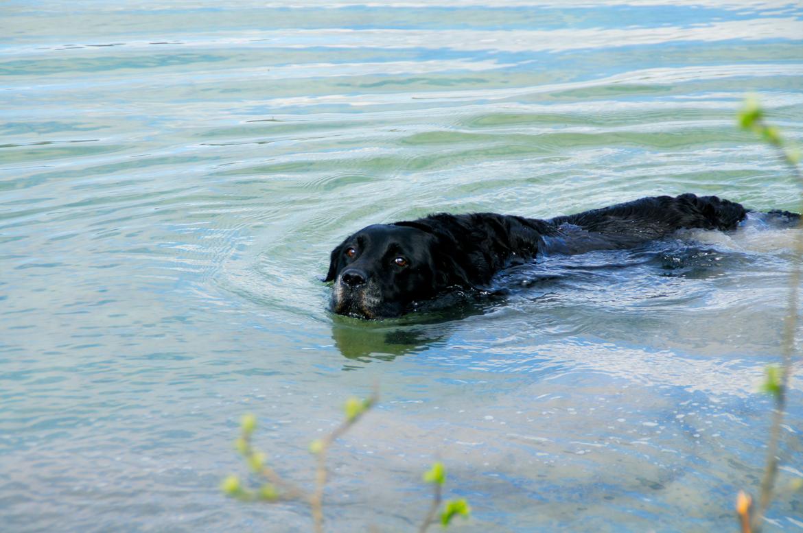 Labrador retriever Blackie - Hun elskede at bade! billede 6