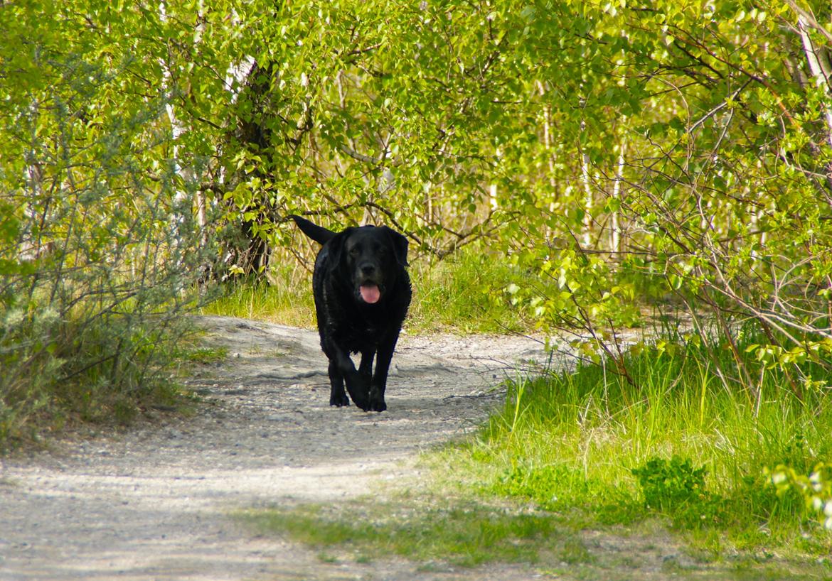 Labrador retriever Blackie - Tak fordi i kiggede fordi Blackie :-)  billede 10