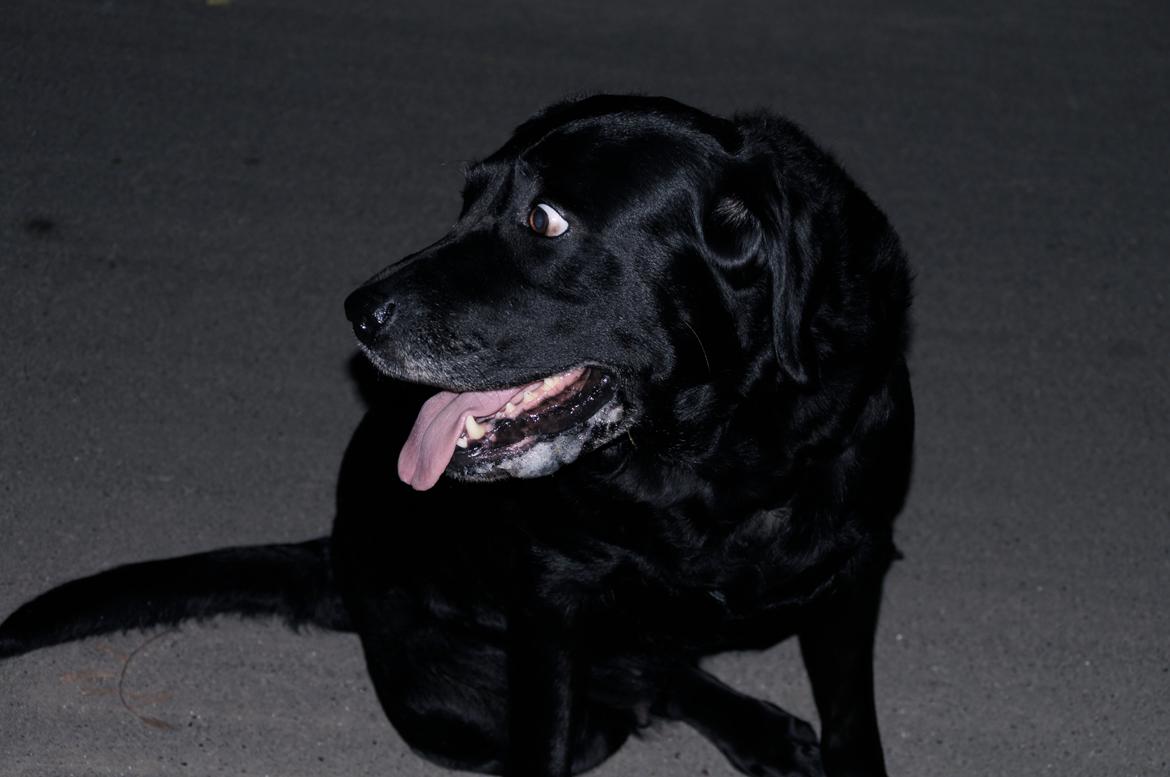 Labrador retriever Blackie billede 4
