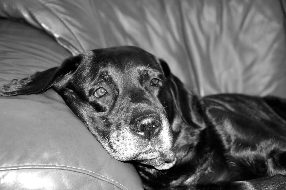Labrador retriever Blackie - Gamle tøs billede 7