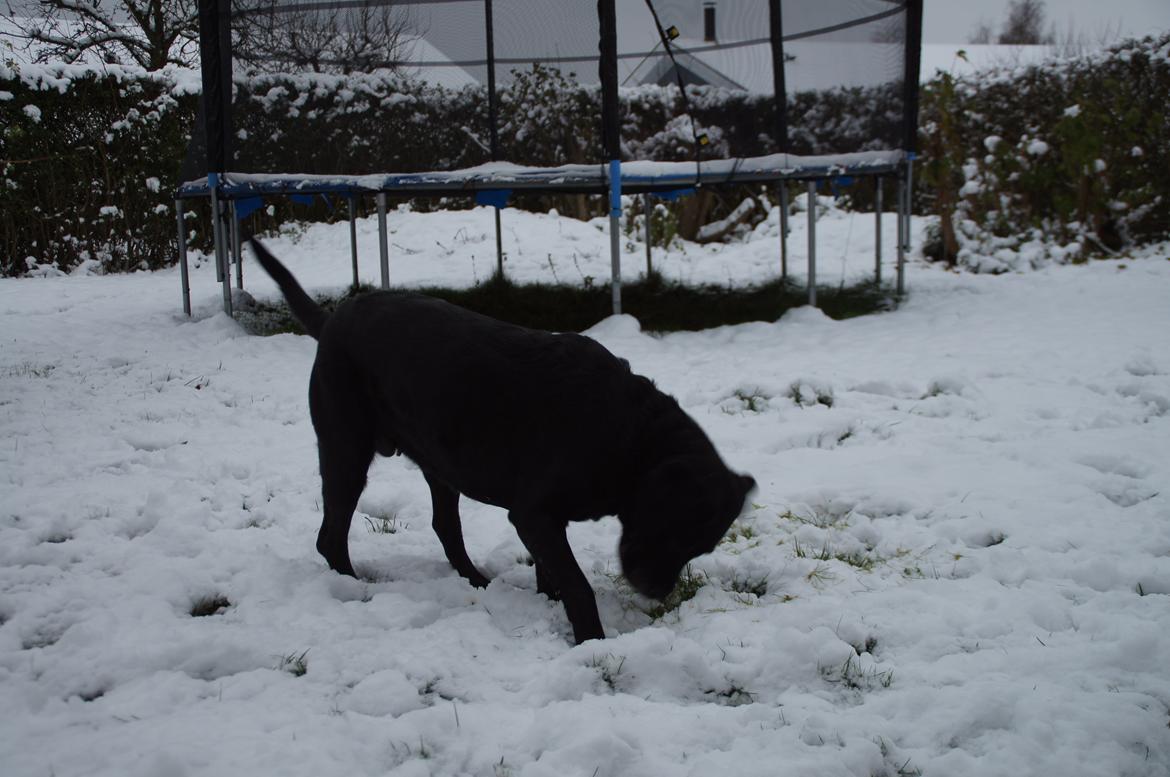 Labrador retriever Blackie - Leger i sneen  billede 8