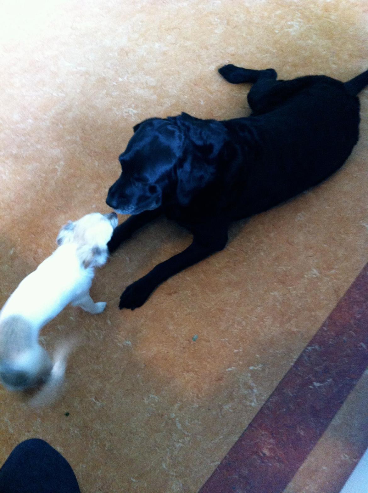 Labrador retriever Blackie billede 9