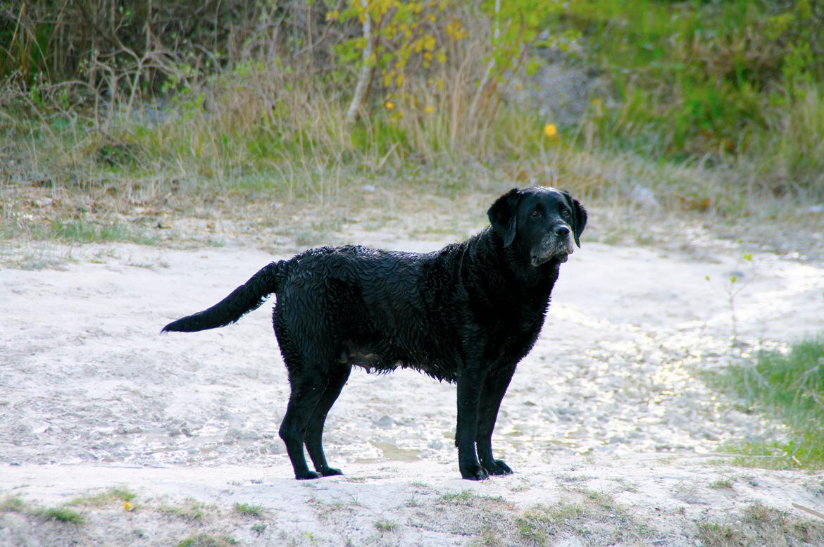 Labrador retriever Blackie billede 1