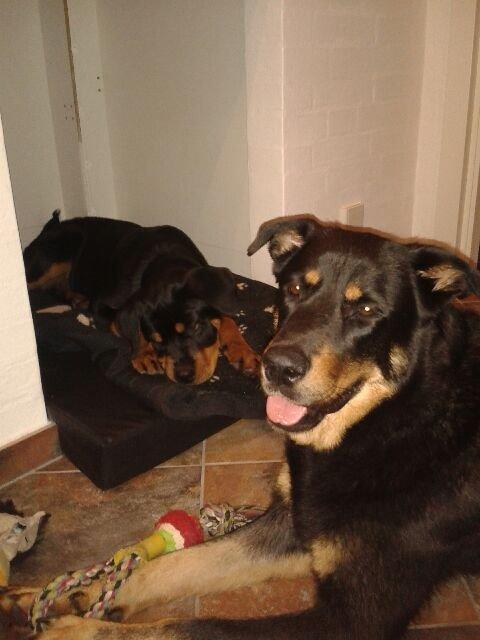 Rottweiler Molly billede 11