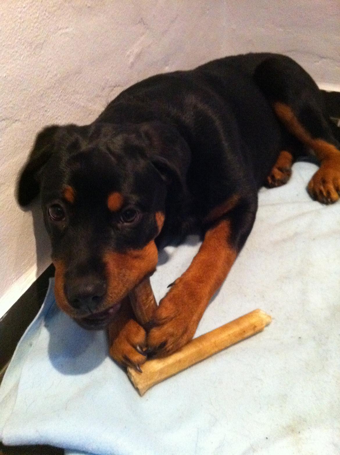 Rottweiler Molly billede 10