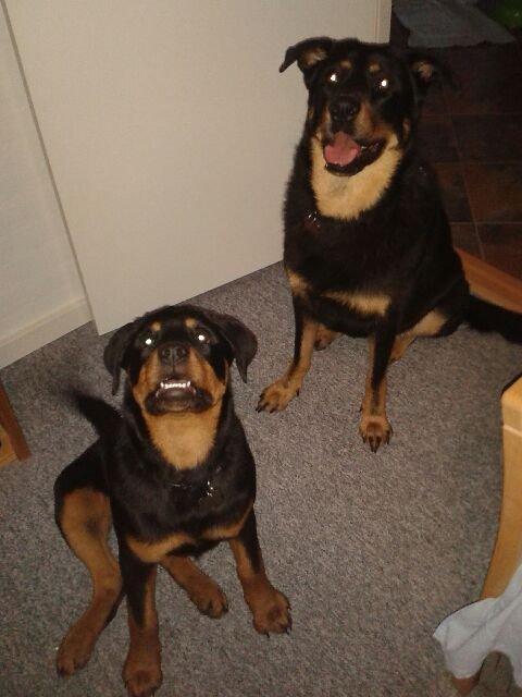 Rottweiler Molly billede 12