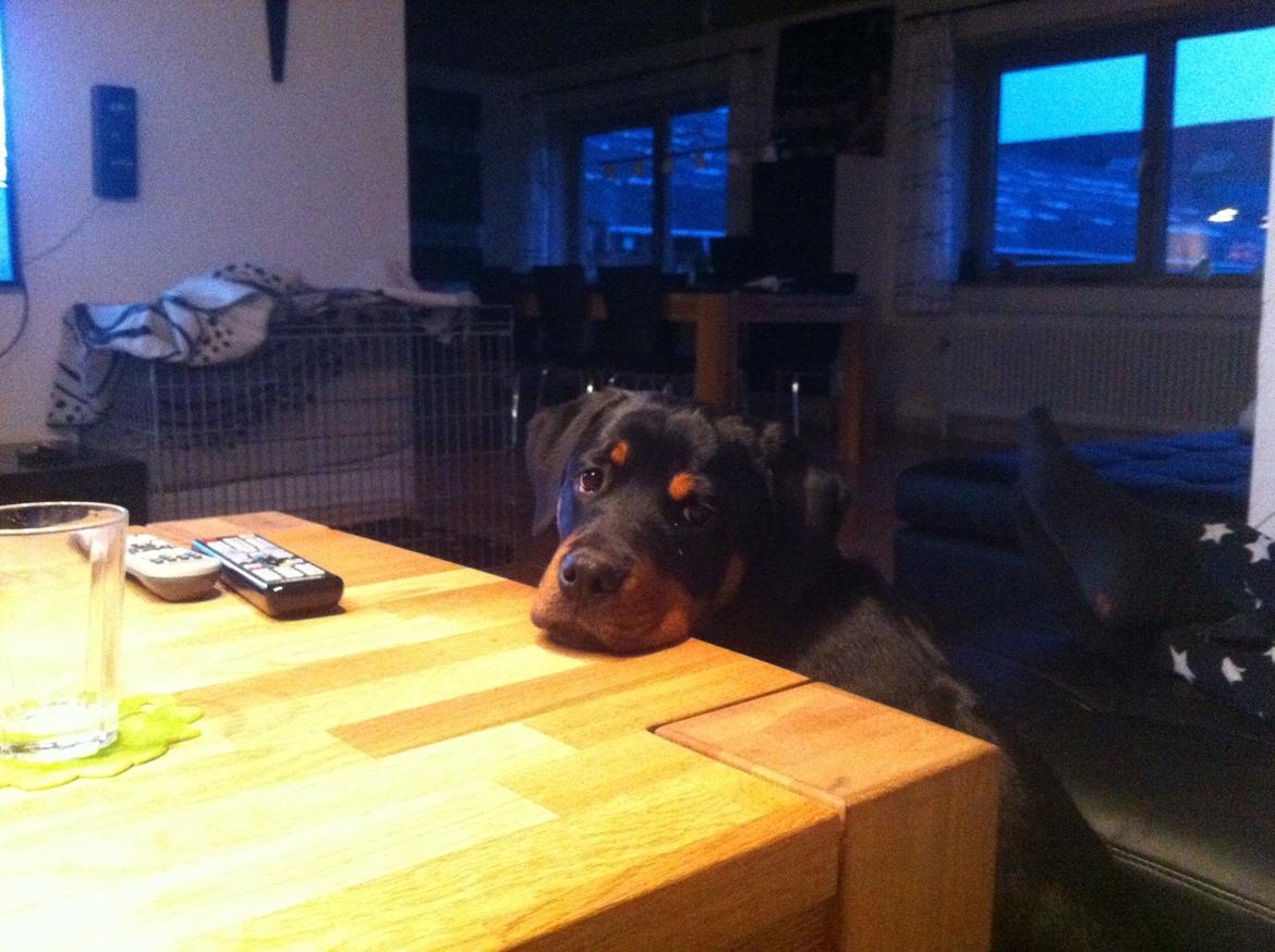 Rottweiler Molly billede 2