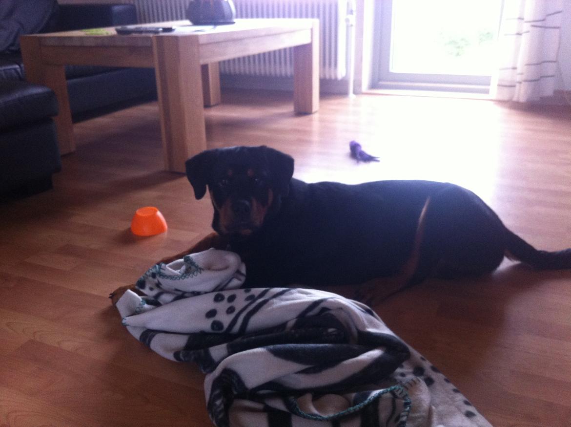 Rottweiler Molly billede 13