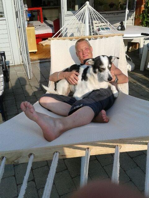 Alaskan husky Leika billede 3