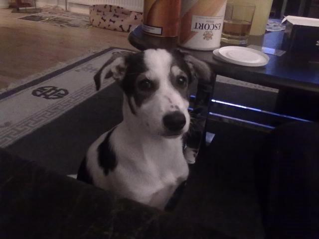 Alaskan husky Leika billede 1