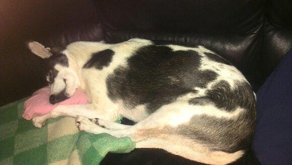 Alaskan husky Leika billede 4