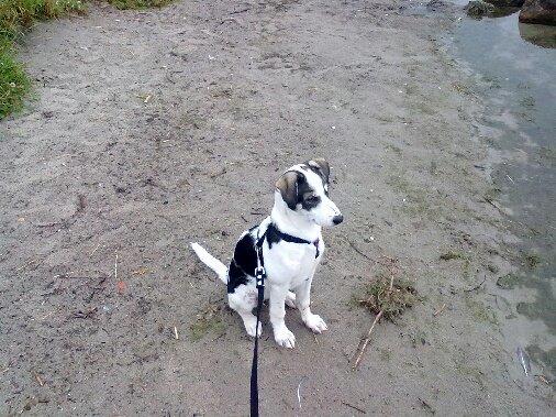 Alaskan husky Leika billede 6