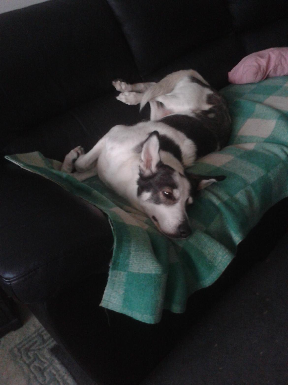 Alaskan husky Leika billede 7