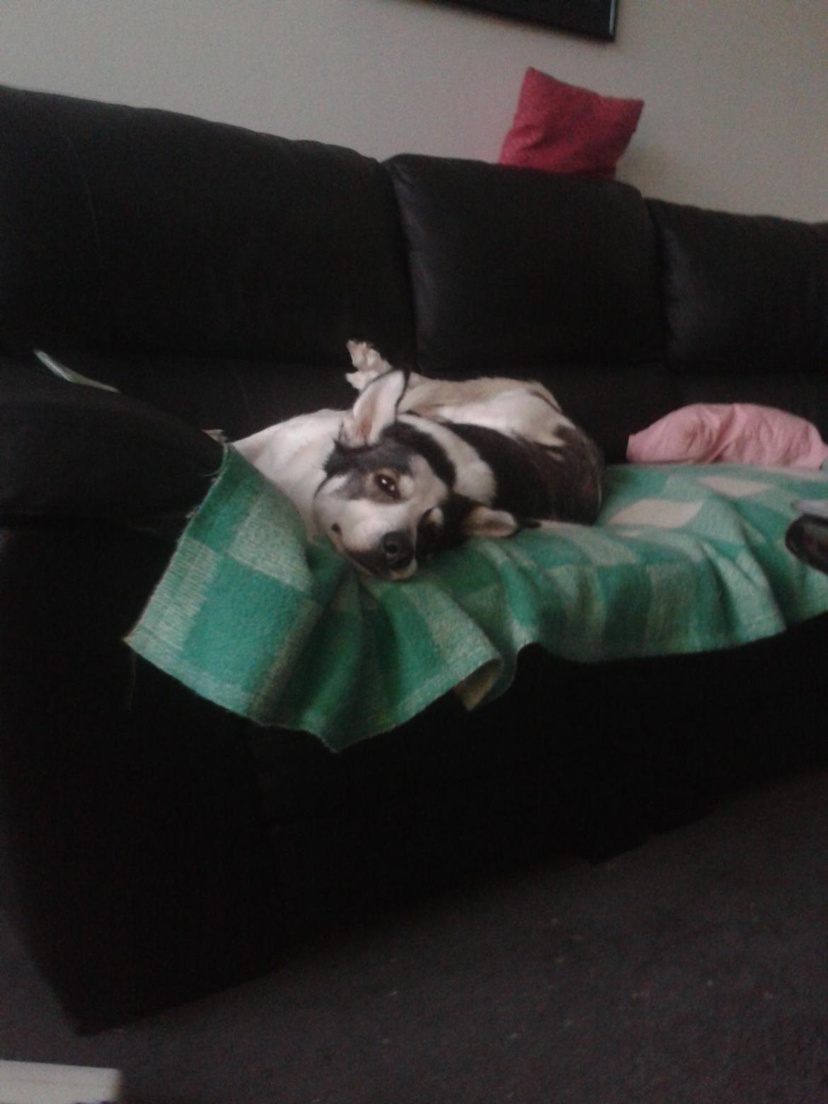 Alaskan husky Leika billede 8