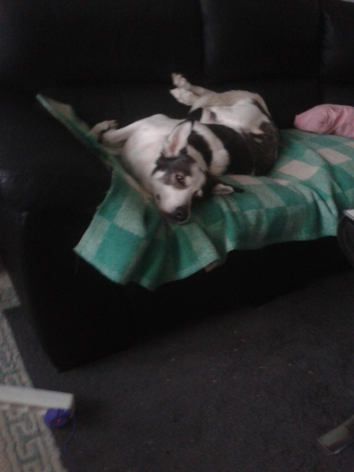 Alaskan husky Leika billede 9