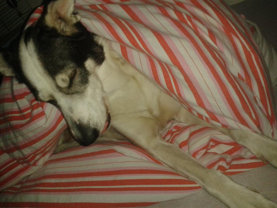 Alaskan husky Leika billede 13