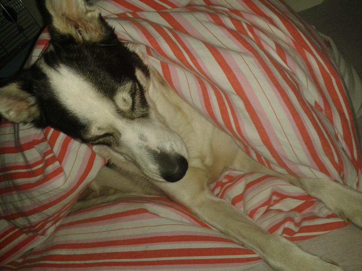 Alaskan husky Leika billede 14