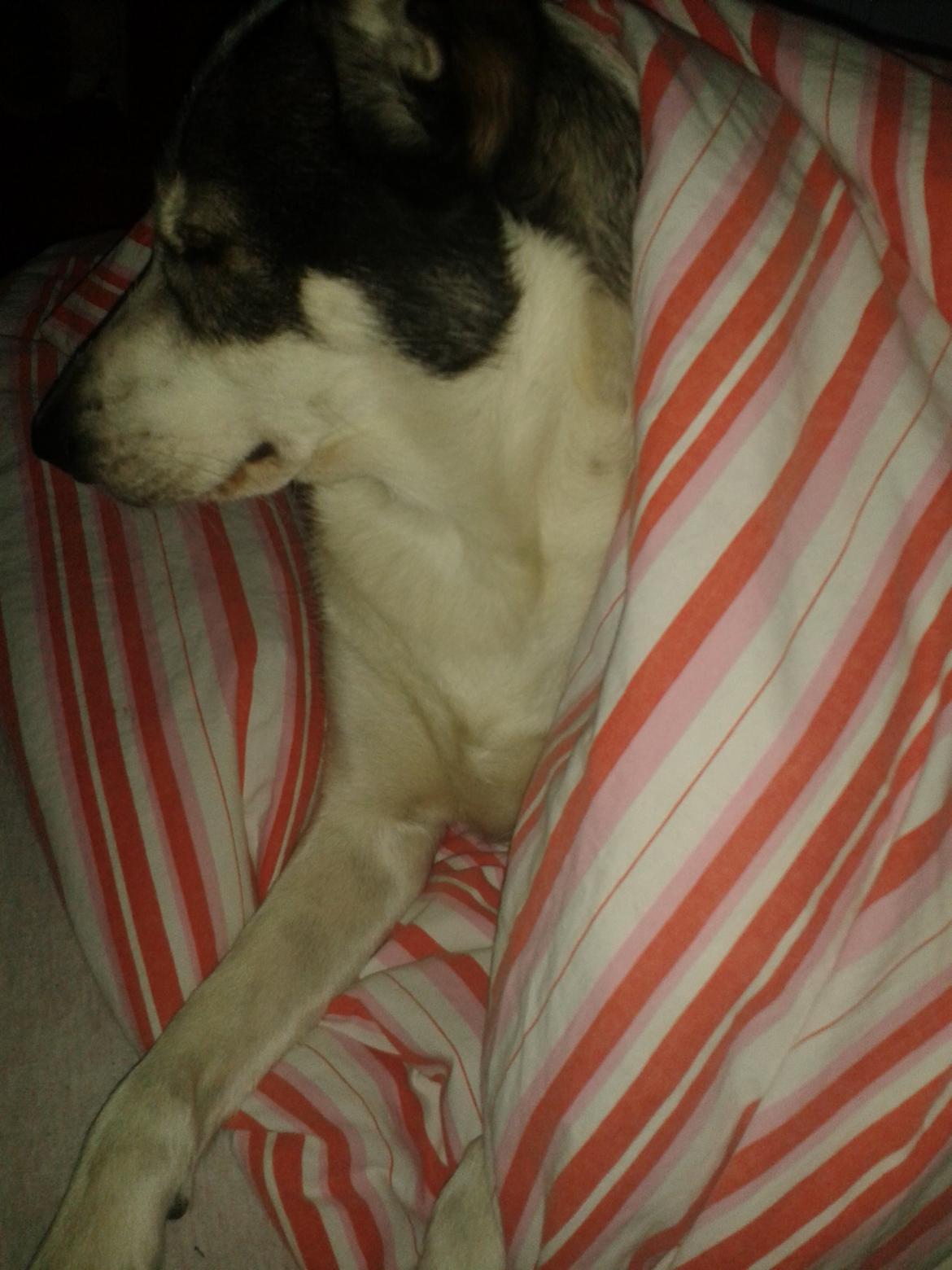 Alaskan husky Leika billede 15