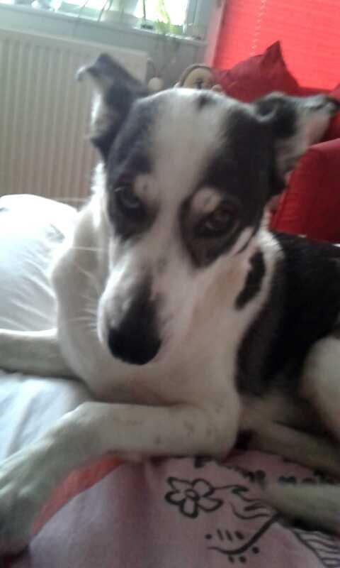 Alaskan husky Leika billede 17