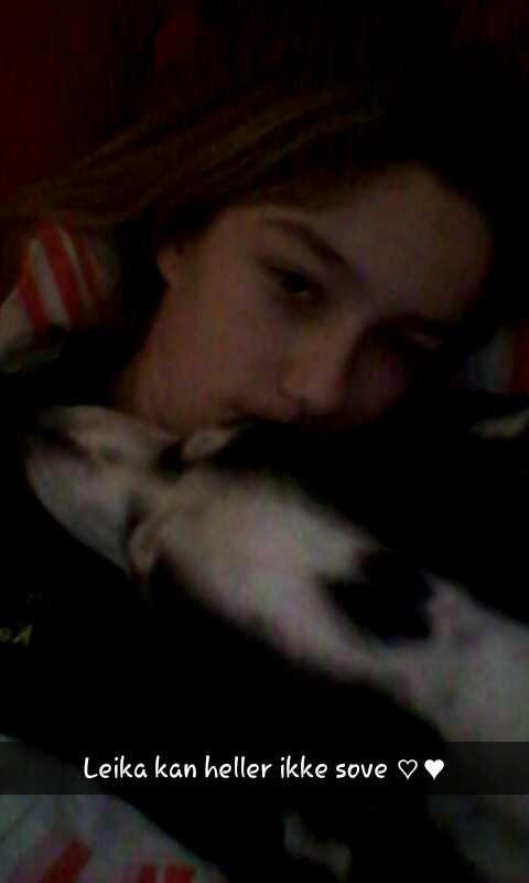 Alaskan husky Leika billede 19