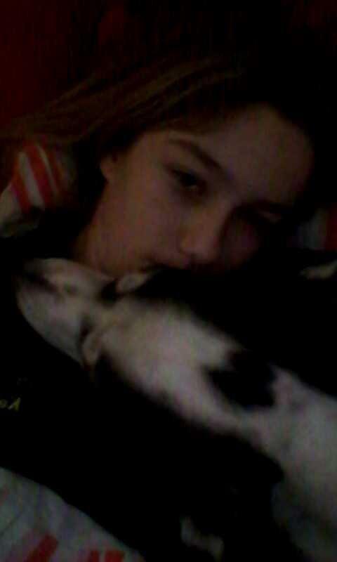 Alaskan husky Leika billede 20