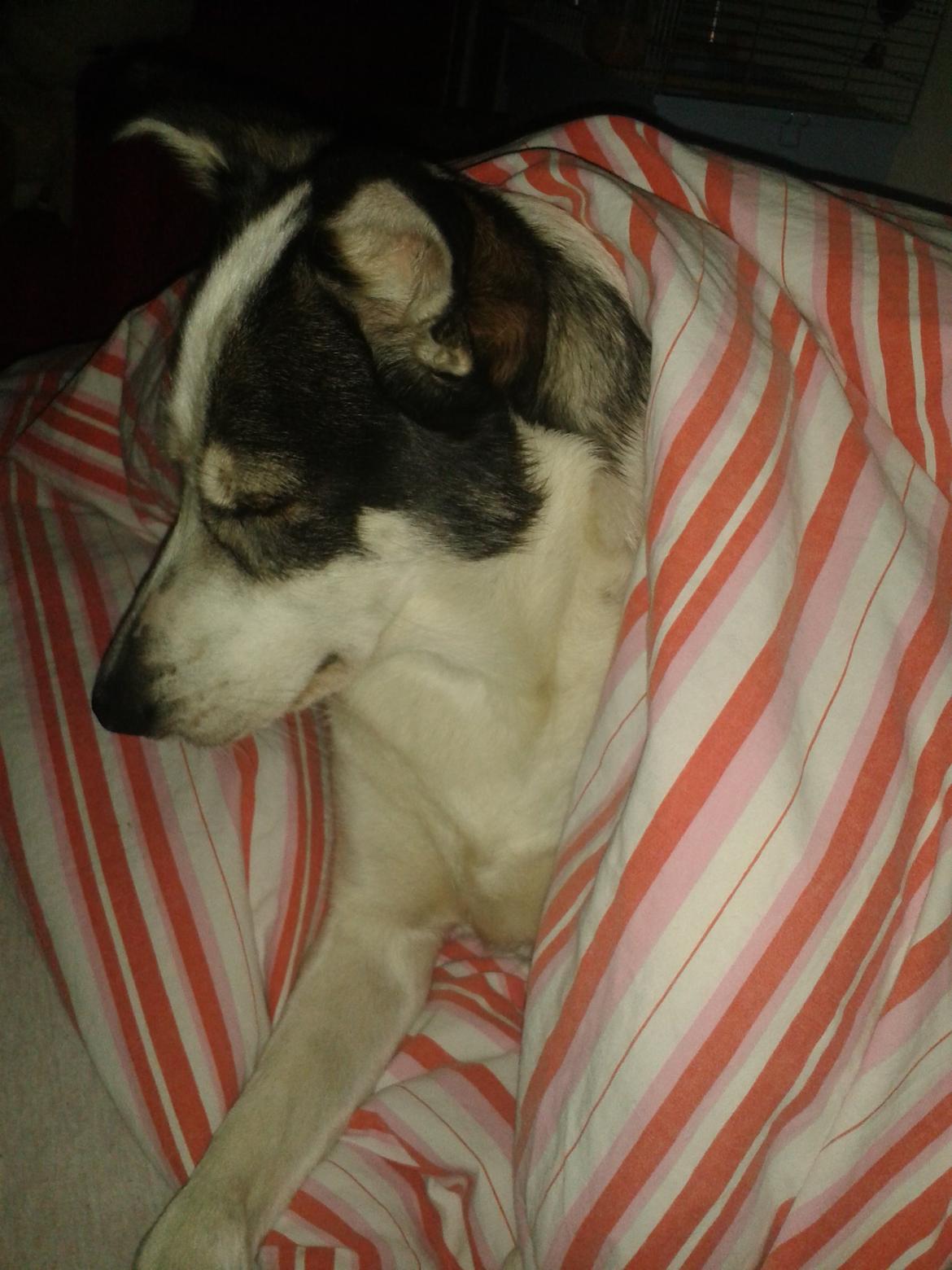 Alaskan husky Leika billede 16