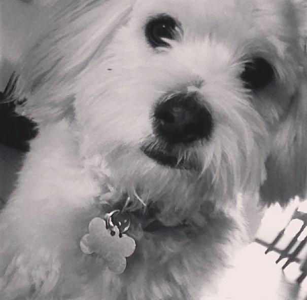 Coton de tulear Bimmer billede 7