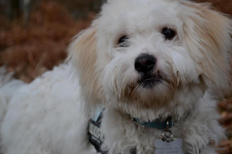 Coton de tulear Bimmer billede 1