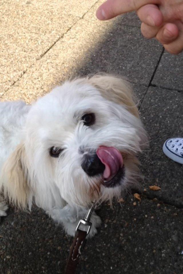 Coton de tulear Bimmer - Lækkert med lidt is :D billede 5