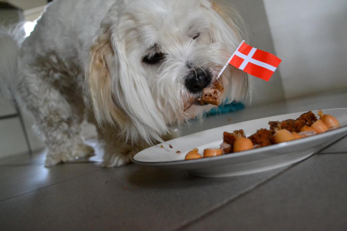 Coton de tulear Bimmer - Bimmer's 1 års fødselsdag den 23/6 2013 billede 8
