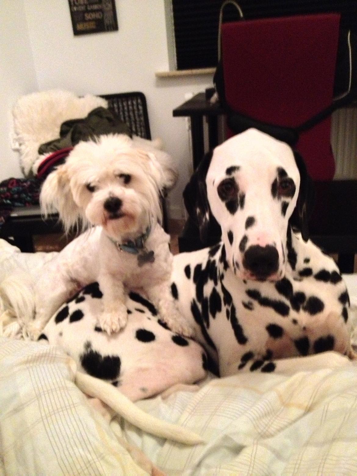 Coton de tulear Bimmer - Bimmer's bedste ven felix :) billede 11